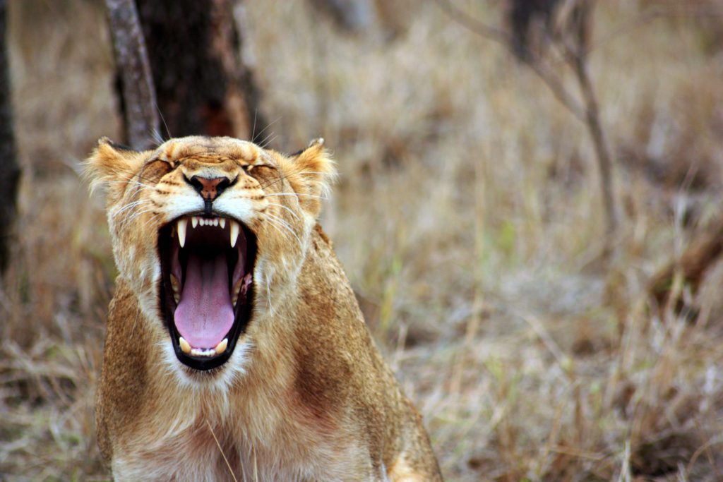 Safari in Zuid-Afrika