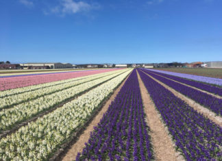Bloembollenvelden: het ultieme lentegevoel Bloembollenvelden Lisse